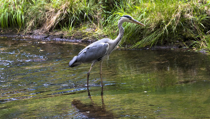 Herons hunting in the river. Baden Baden, Baden Wuerttemberg, Germany