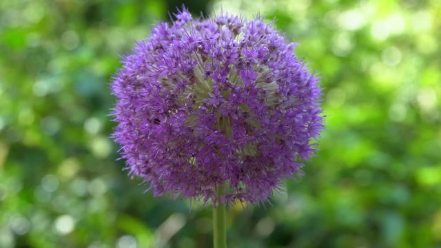 Allium 'Globemaster' Flower, Also Called as Ornamental Onion
