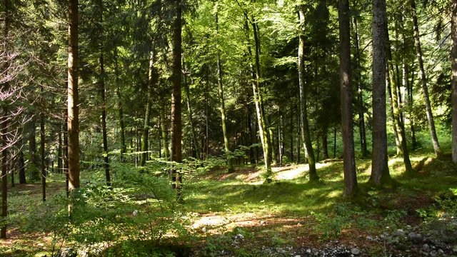 i suoni del bosco prealpino