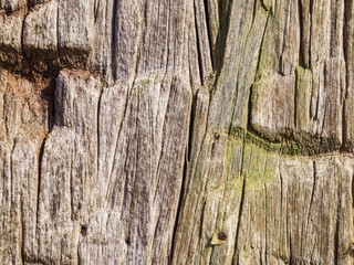 old wood with notches horzontal