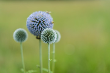 Distelblüte mit Bokeh