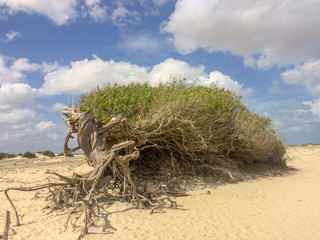 Tree of Laziness at Jericoacoara, Brazil - Beach  destination for summer travel holidays