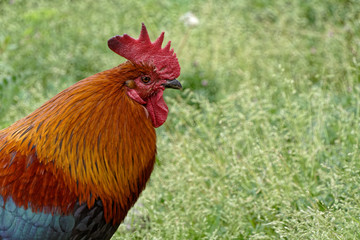 élégance et fierté du coq doré ou coq gaulois. France