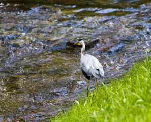 Herons hunting in the river. Baden Baden, Baden Wuerttemberg, Germany