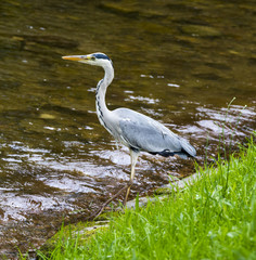 Herons hunting in the river. Baden Baden, Baden Wuerttemberg, Germany