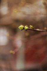 tenderness in nature