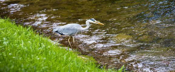 Herons hunting in the river. Baden Baden, Baden Wuerttemberg, Germany
