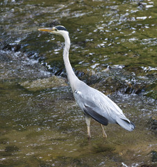 Herons hunting in the river. Baden Baden, Baden Wuerttemberg, Germany