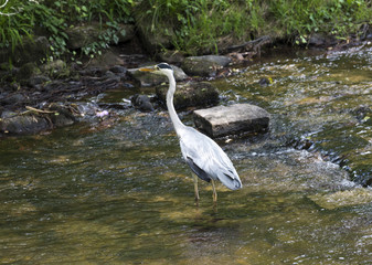Herons hunting in the river. Baden Baden, Baden Wuerttemberg, Germany