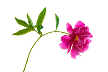 Colorful bright flower peony