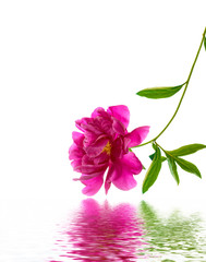 Colorful bright flower peony