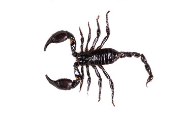 black scorpion emperor on a white background