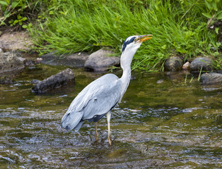 Herons hunting in the river. Baden Baden, Baden Wuerttemberg, Germany