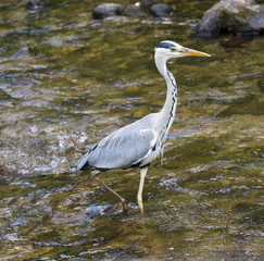 Herons hunting in the river. Baden Baden, Baden Wuerttemberg, Germany