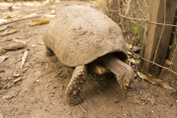 turtle walking near a house in costa rica