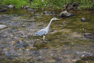 Herons hunting in the river. Baden Baden, Baden Wuerttemberg, Germany