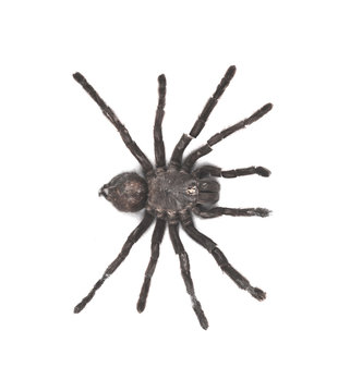 spider tarantula on white isolated background