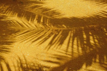 Shadows of palm tree on the beach