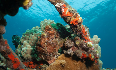 Fototapeta na wymiar Frogfish Camouflage with the Colorful Coral in this Underwater Reef Landscape Shot
