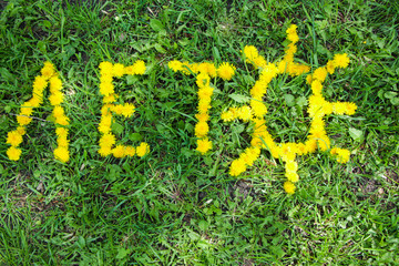 Слово Лето выложено цветами одуванчиками на зелёной траве