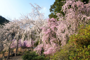 Naklejka premium 身延山久遠寺・桜