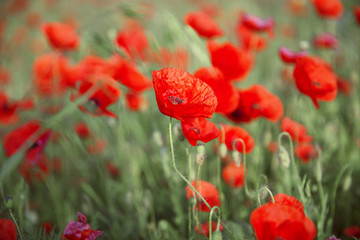 Fototapeta premium poppy field, morning sunrise