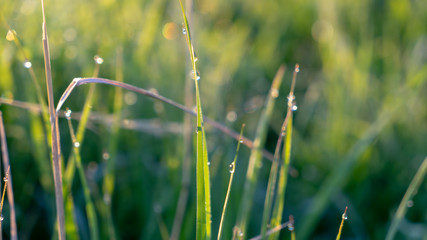 Grass