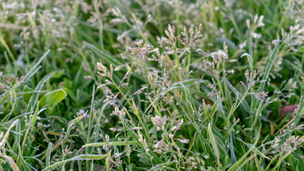 Frozen grass