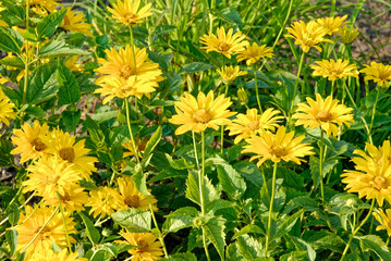 Summer landscape with yellow flowers