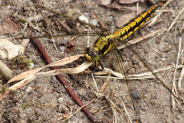 Dragonfly Female Black Darter Sympetrum danae 