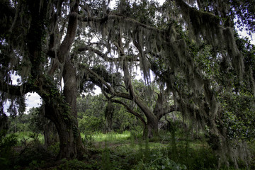 Oaks with spanish moss