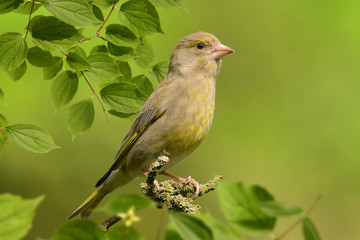 Vögel 87