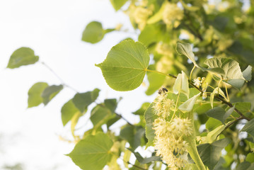 lime-tree medicinal plant close-up