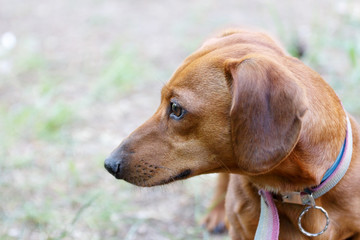 close-up beautiful brown dachshund walking in the forest. Cute portrait of a dog breed dachshund red tan. Dachshund in the forest