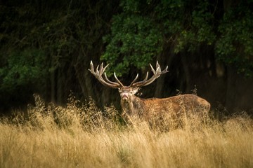 Majestic powerful adult red deer stag outside autumn forest in Dyrehaven, Denmark. Mating season, deer in natural forest habitat, big beautiful animal, Wildlife scene form nature.
