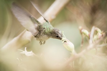 Green-and-white Hummingbird, Amazilia viridicauda, hovering close to flower in garden, bird from mountain habitat, Cuzco, Peru, natural habitat, beautiful bird, lovely, enough space in background