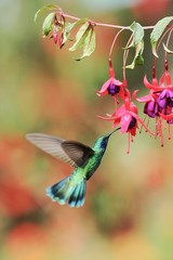 Hummingbird Green Violet-ear, Colibri thalassinus, fling next to beautiful violet red flower,mountain tropical forest, Savegre, Costa Rica, beautiful bird hovering close to beautiful flower