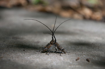 Beetle's battle.