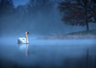 Mute swan (Cygnus olor) gliding across a mist covered lake at dawn. Amazing morning scene, misty morning, beautiful majestic swan on the lake in morning mist, fairy tale, swan lake, beauty - obrazy, fototapety, plakaty