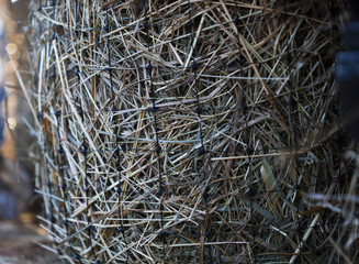 hay in the net