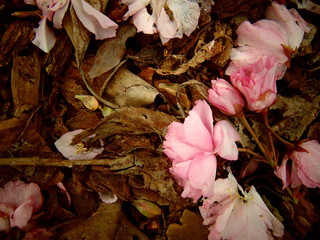 Close up of pink cherry blossom petals laying on a ground full of bark