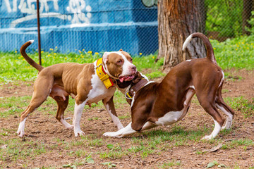 Dogs fight playing on the park's grass.