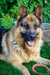 A dog in the yard. Home favorite in the family
