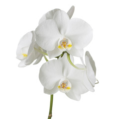 white orchid on white background
