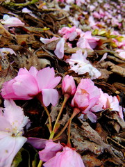 Close up of pink cherry blossom petals laying on a ground full of bark