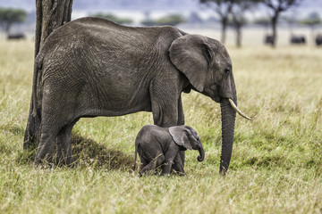 Naklejka na ściany i meble Elephant mother with a baby on the plains of the Masai Mara National Park in Kenya