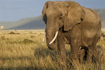 Fototapeta na wymiar Elephant mother with a baby on the plains of the Masai Mara National Park in Kenya in the first sunlight with a hot air balloon in the background