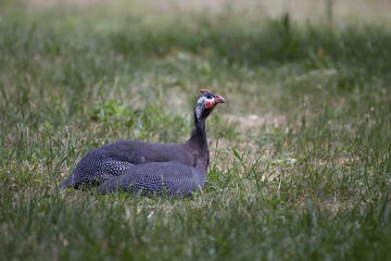 Beautiful Guinea Fowl Bird or Helmeted Guinea fowl with white spotted feathers.