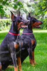 two black dobermans sitting on the grass