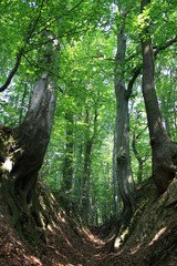 Trail leading through a forest gorge, nature reserve, Swietokrzyskie Mountains, Poland